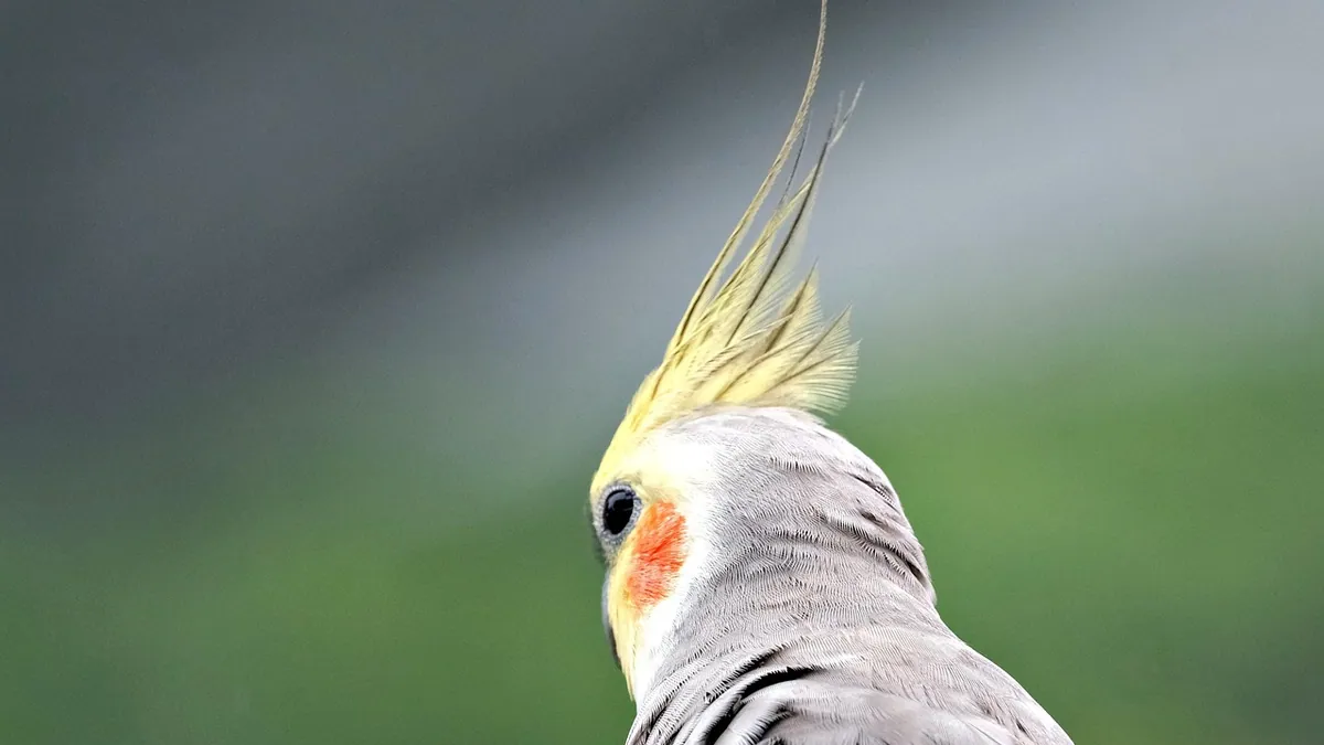 Do Cockatiels and Parrots Pass the Mirror Test? Self-Awareness