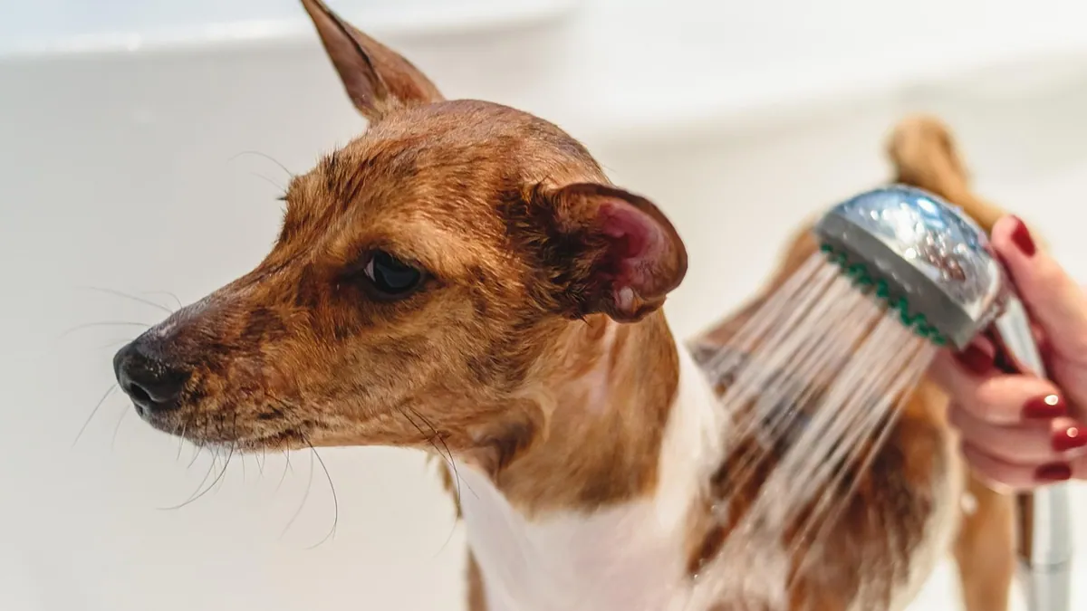 Coconut Oil for Dog Ears: Does It Help or Harm?