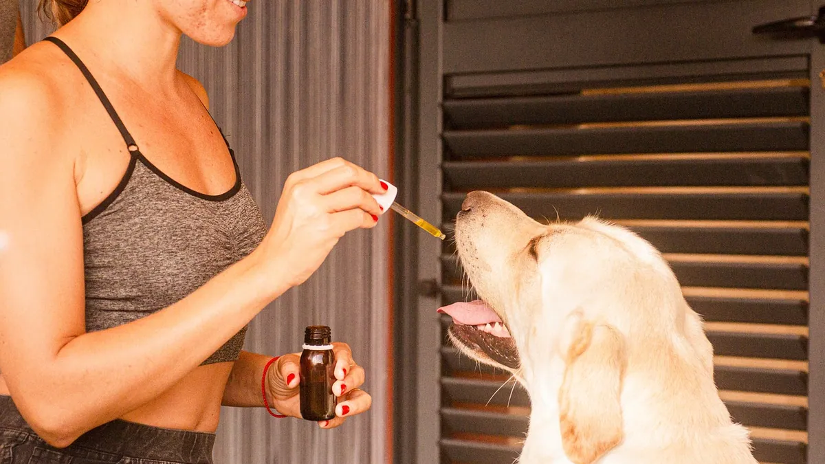 Coconut Oil for Dog Teeth and Gums: Does It Work?