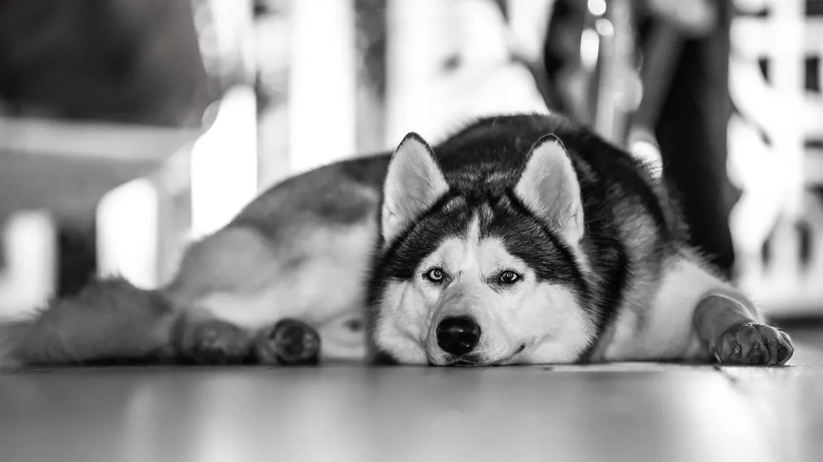 Collapse in Dogs: Causes and When It's an Emergency