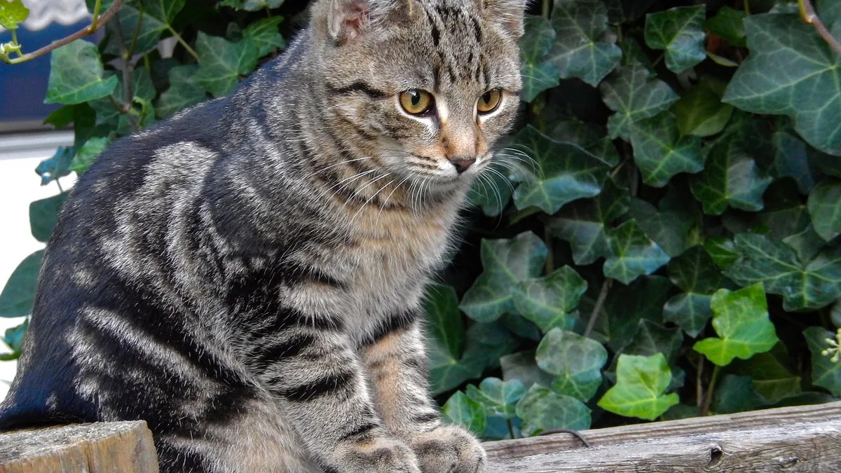 How to Collect a Urine Sample From Your Cat at Home