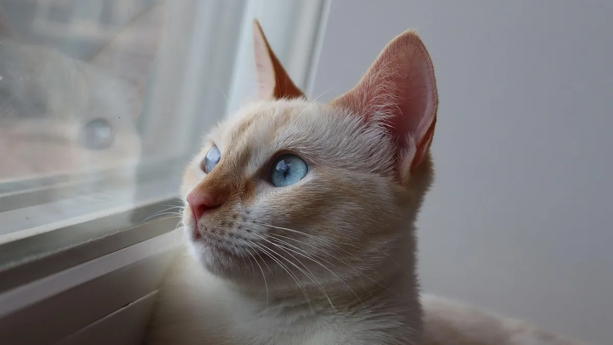 Congenital Deafness in Cats: Causes and Care