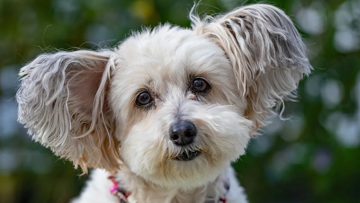 Congenital Deafness in Dogs: Causes, Testing, and Care