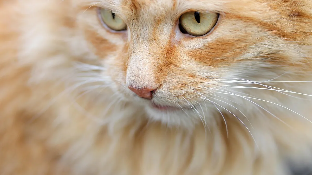Conjunctivitis in One Eye: How Cats Get It