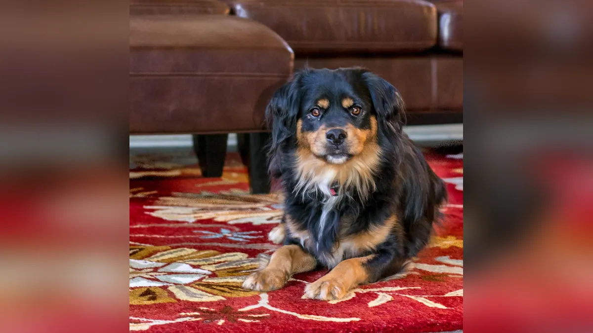 Conjunctivitis in Dogs After Grooming: Causes and Care