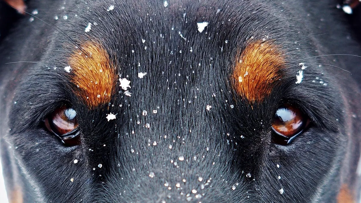 Conjunctivitis in Dogs: Causes, Contagion, and Treatment