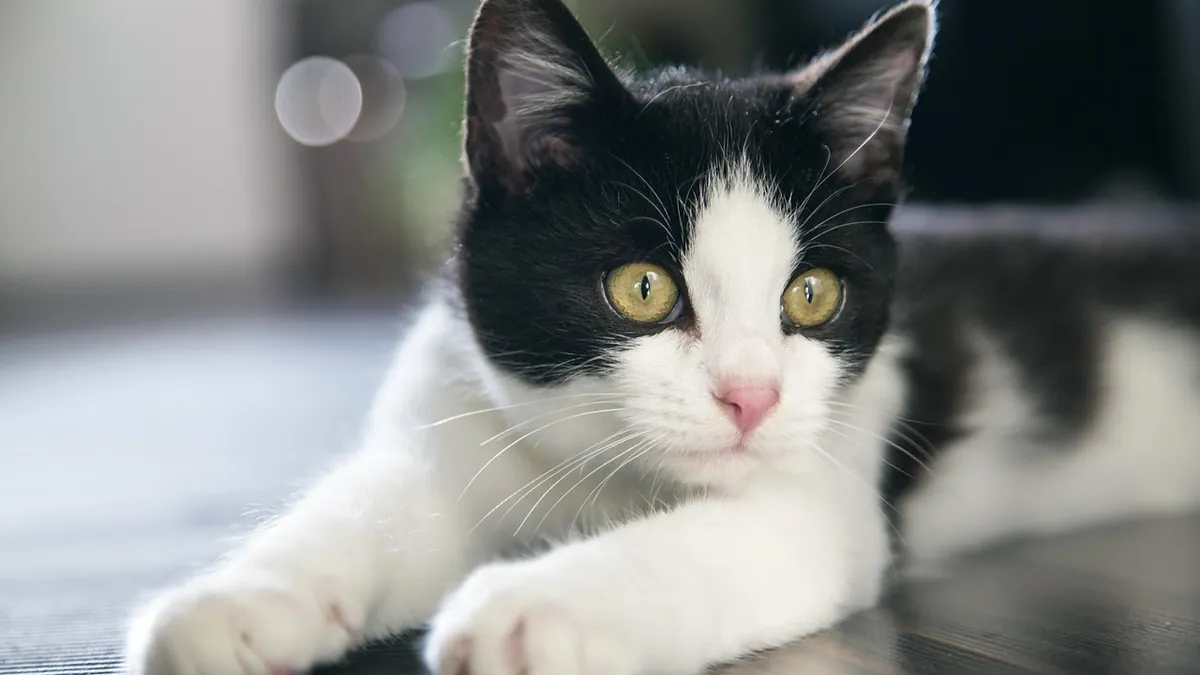 Constipation in Cats: What an X-Ray Can Show