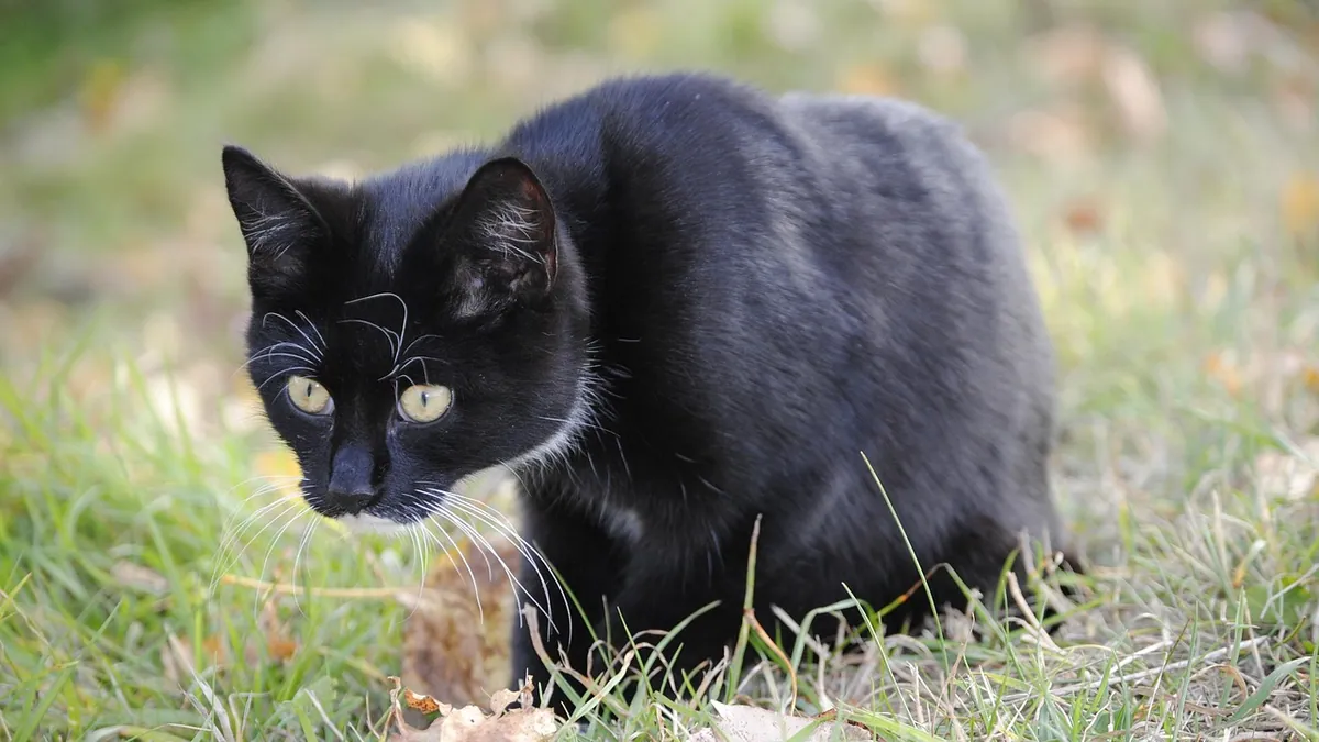 Constipation and Diarrhea in Cats With Kidney Disease