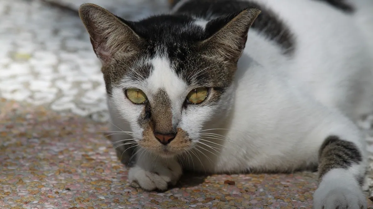 Copperhead Snake Bite in Cats: What to Do
