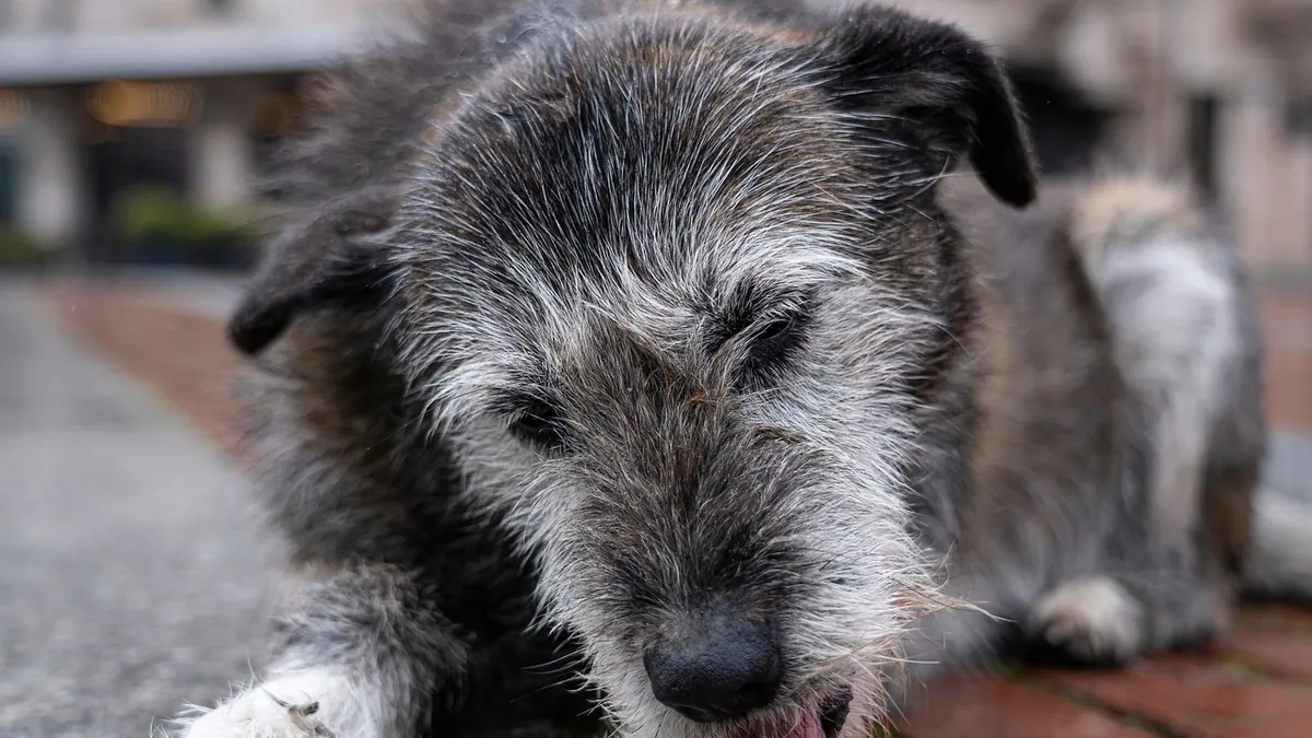 How to Stop Coprophagia in Dogs: Deterrents and Treatment
