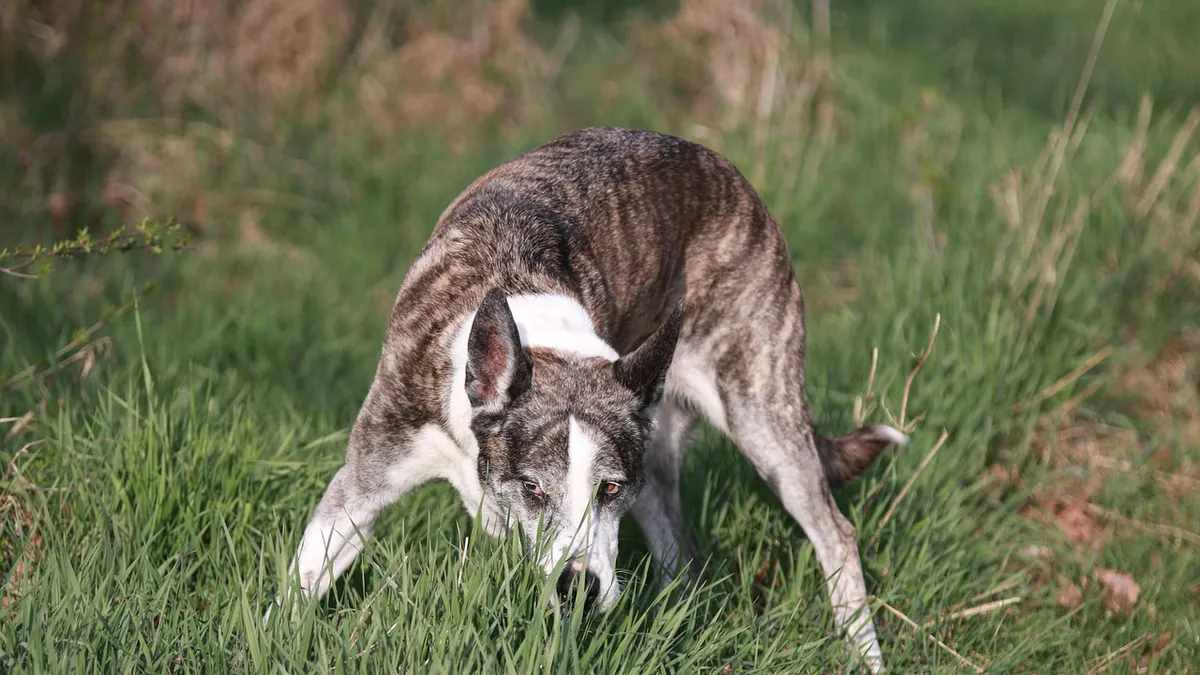 Coprophagia in Senior Dogs: Why Older Dogs Eat Poop
