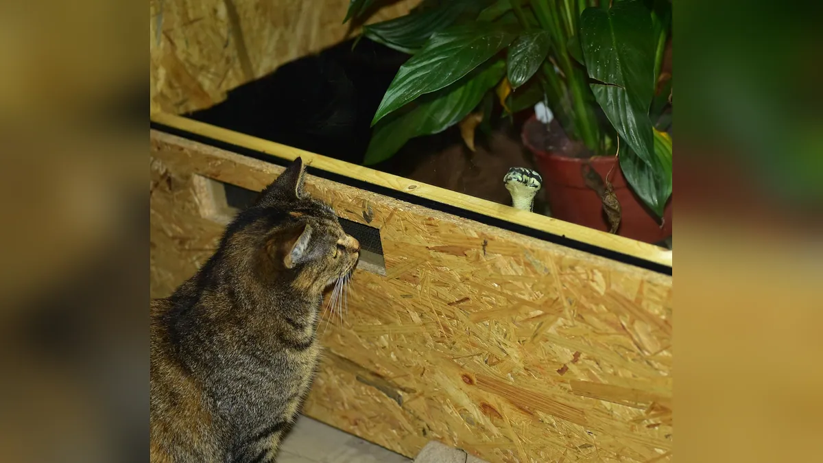 Coral Snake Bite in Cats: Signs and Emergency Care