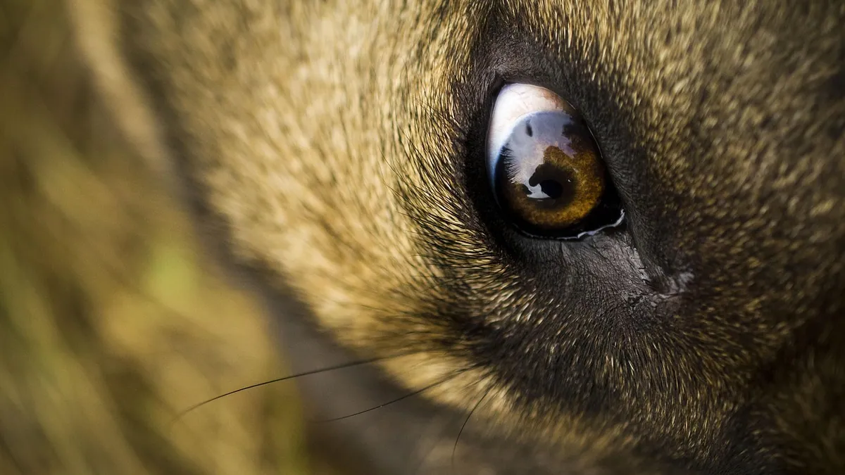 Corneal Ulcer in Dogs: Healing Stages and Treatment