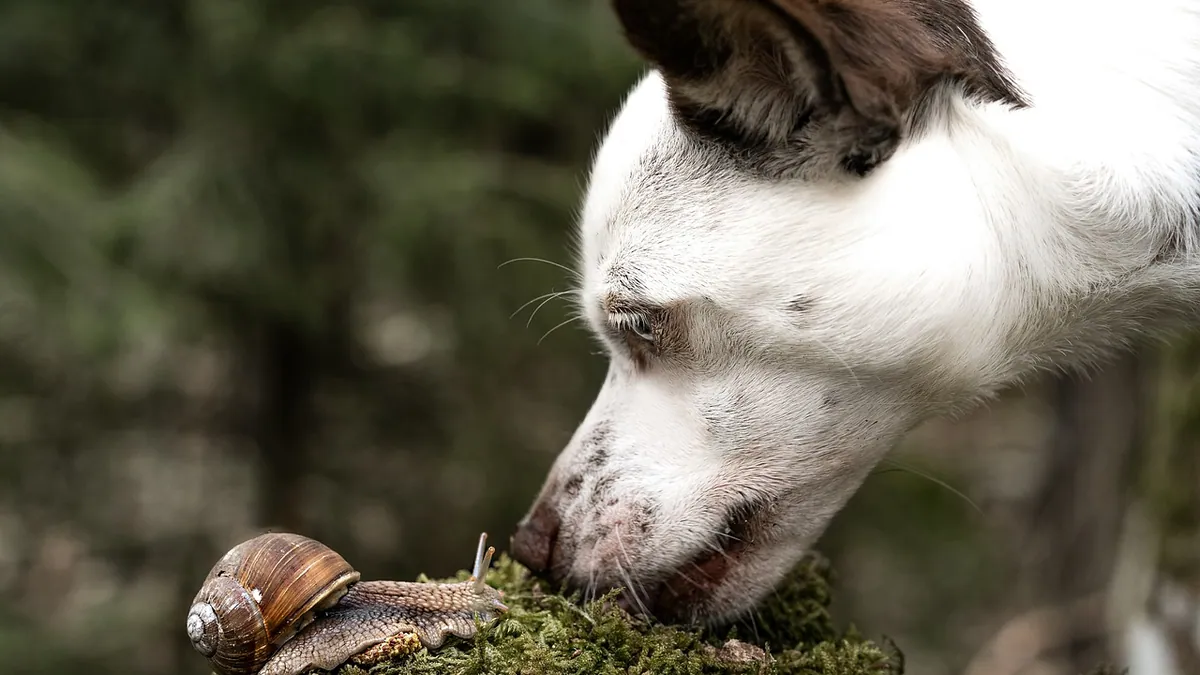 Is Corry's Snail Bait Toxic to Dogs? Slug Killer Risk