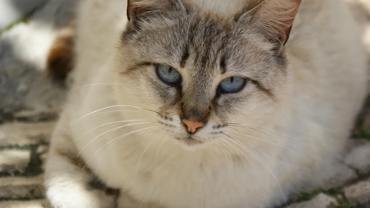 Is Cortisone Safe for Cats? Steroid Use Explained