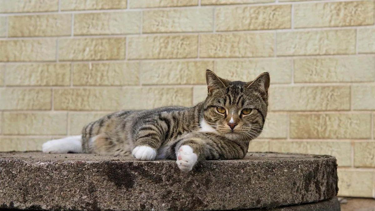 Cosequin for Cats: Dosage and Side Effects