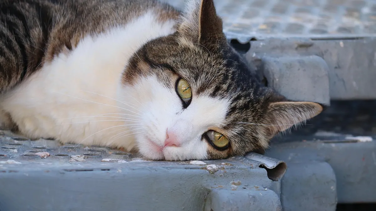 Cosequin for Cats: Ingredients and What They Do