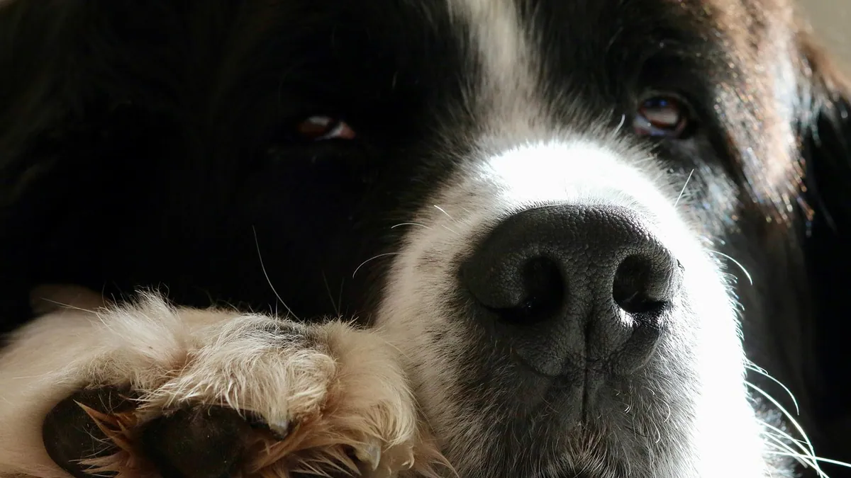Cracked Paw Pads in Dogs: Treatment and Home Remedies