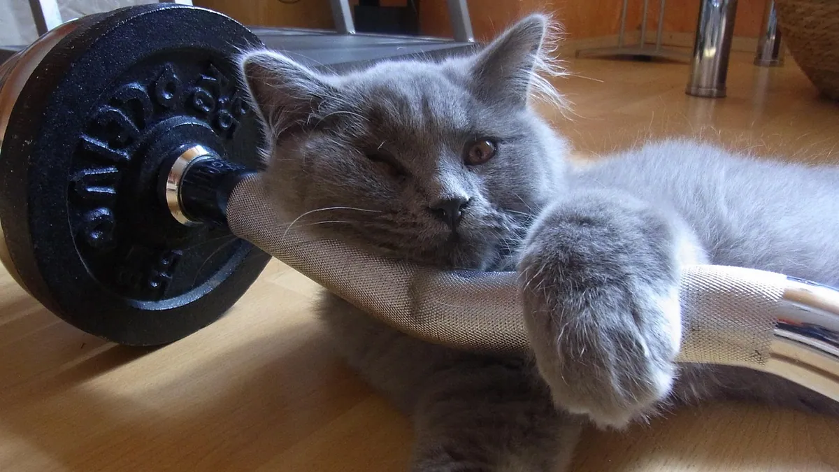 Crate Training a Cat: Does It Work and How to Do It
