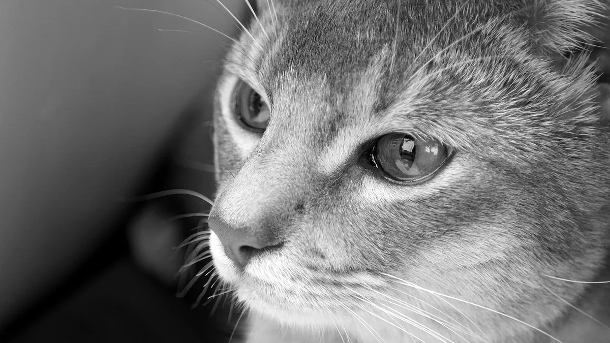 Credelio for Cats: Weight Ranges and Correct Dosing