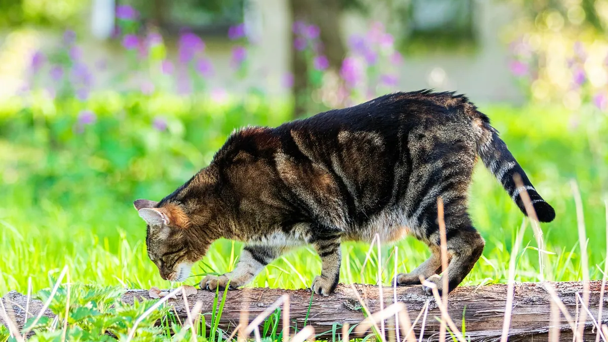 Is Creeping Pilea (Norfolk) Toxic to Cats? Vet Answer
