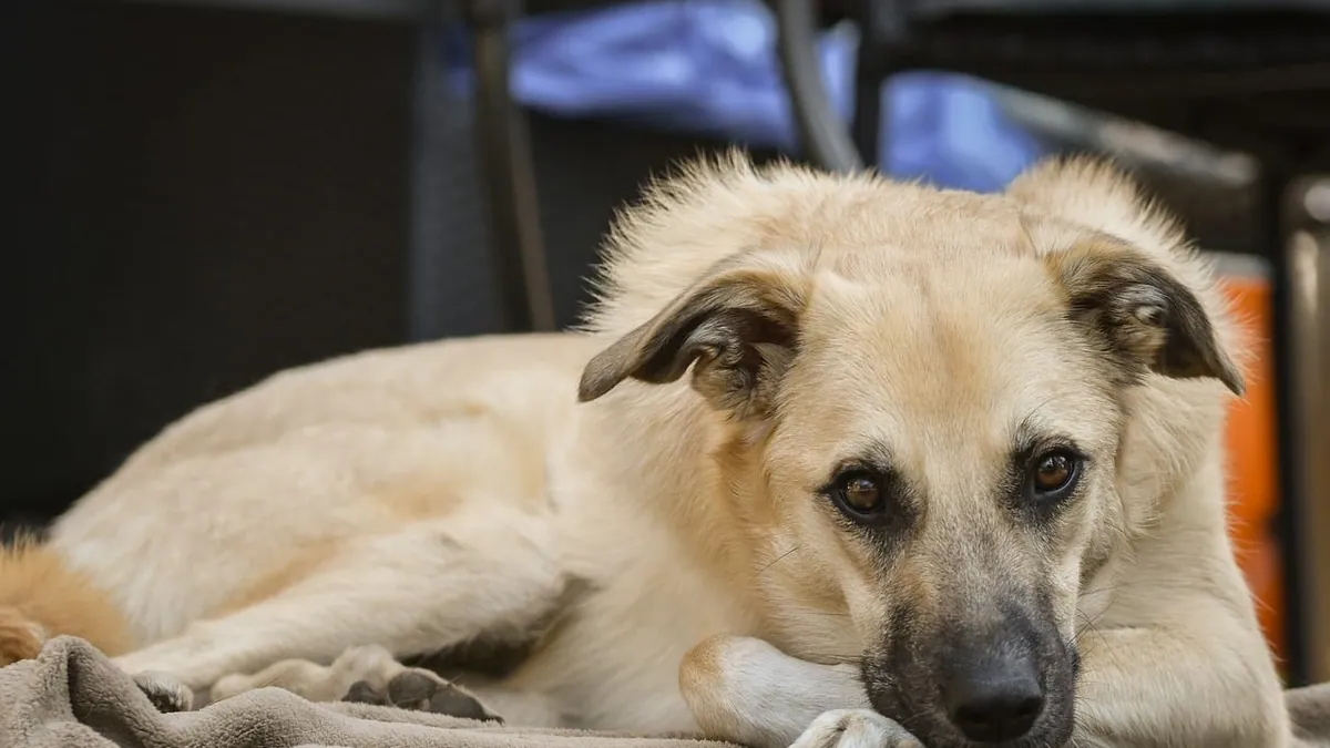 Cruciate Ligament Surgery in Dogs: Recovery and Aftercare