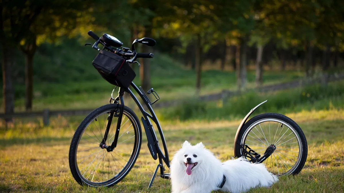Cruciate Ligament Tear in Dogs: Symptoms and Treatment