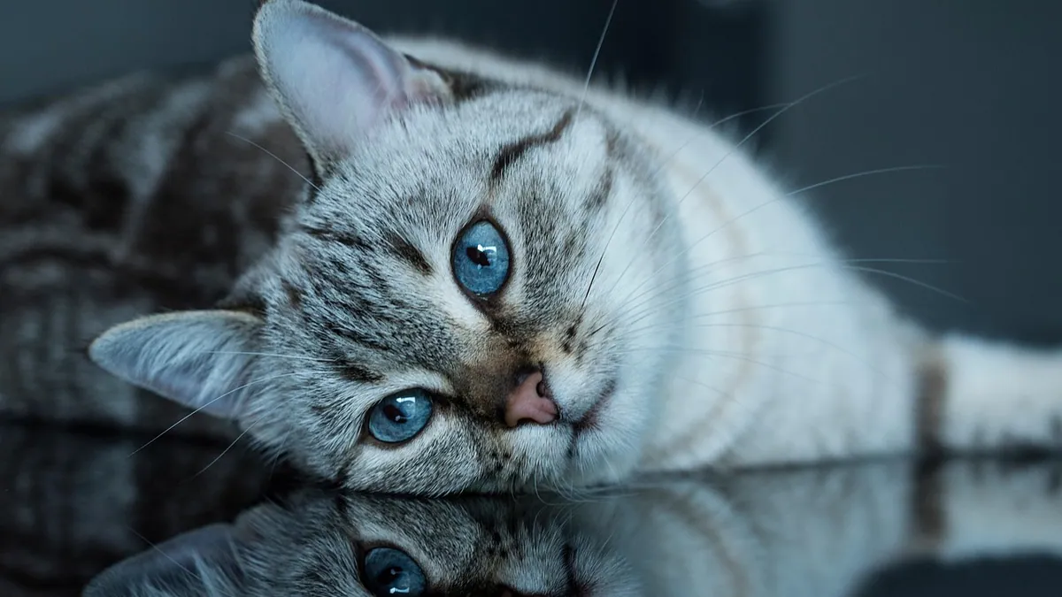 Can You Crush Prednisolone for Cats? Safe Ways to Give It