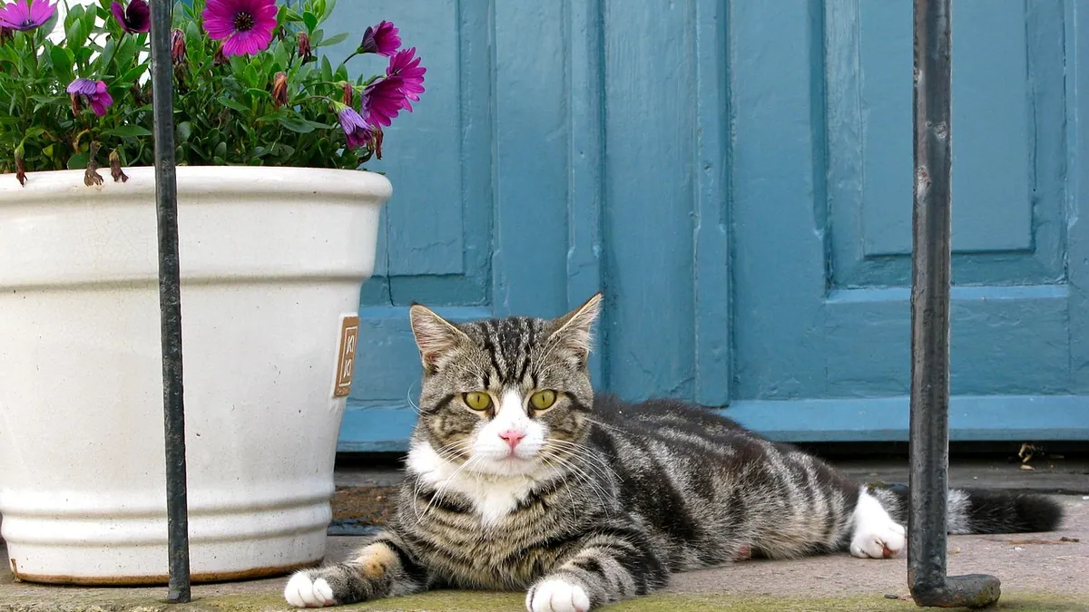 Are Cyclamen Poisonous to Cats? Persian and Florist Types