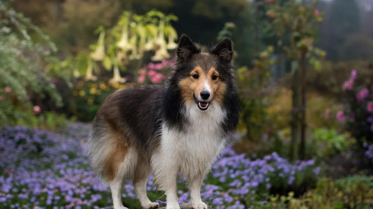 Are Cyclamen Poisonous to Dogs?