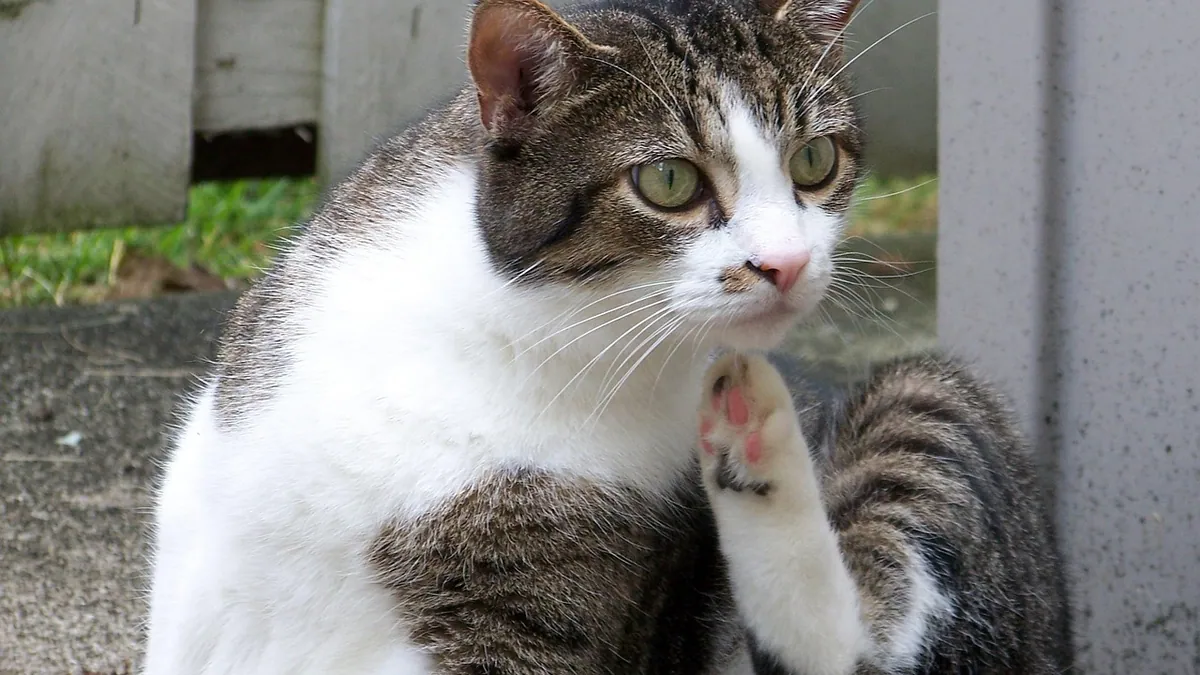 Cyclosporine for Cat Asthma and Atopic Dermatitis