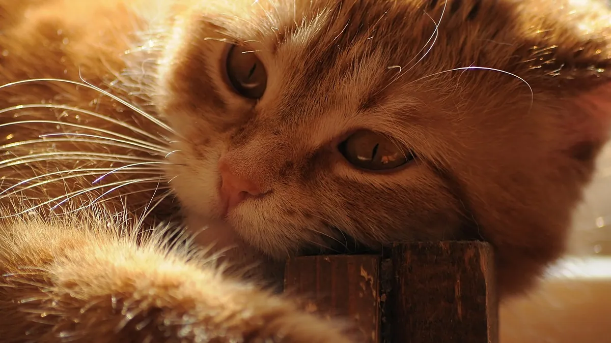 Cyclosporine for Cats: Side Effects and Allergy Use