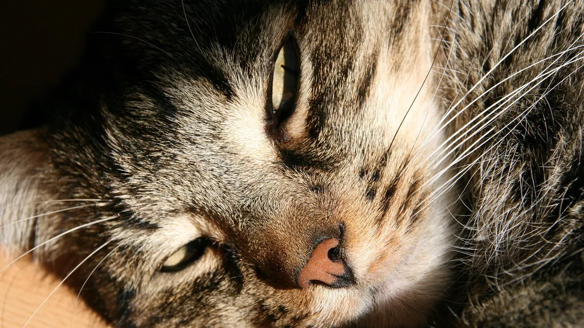 Cyclosporine for Cats With Stomatitis: Does It Help?
