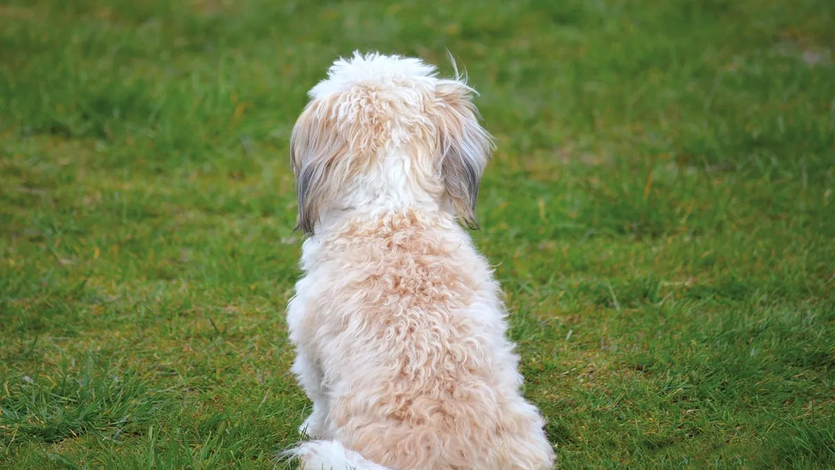 Cyclosporine for Dogs with Perianal Fistulas