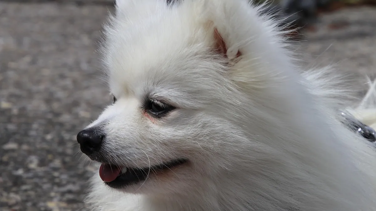 Cyclosporine for Dogs: Side Effects and Owner Reviews