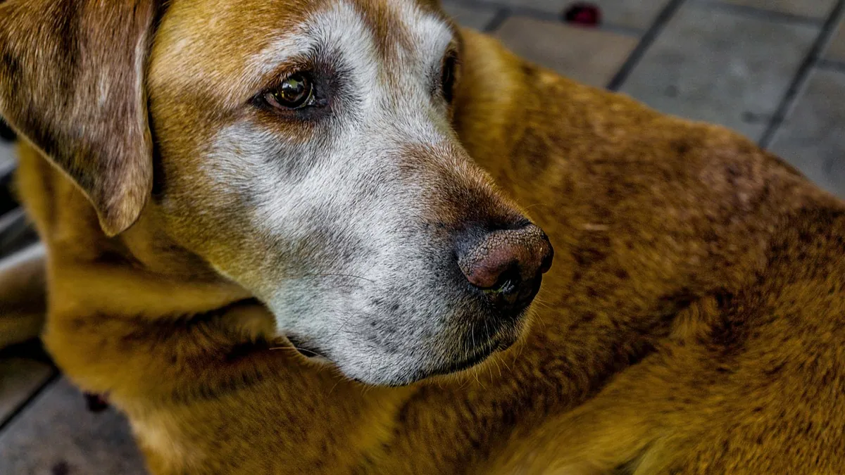 Cyclosporine Eye Drops for Dogs: Uses and Safety
