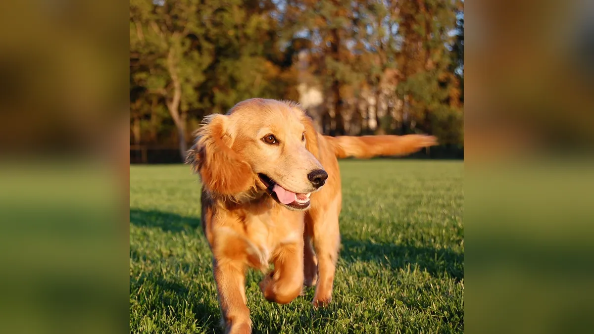 Cystine Crystals in Dog Urine: Causes and Diet