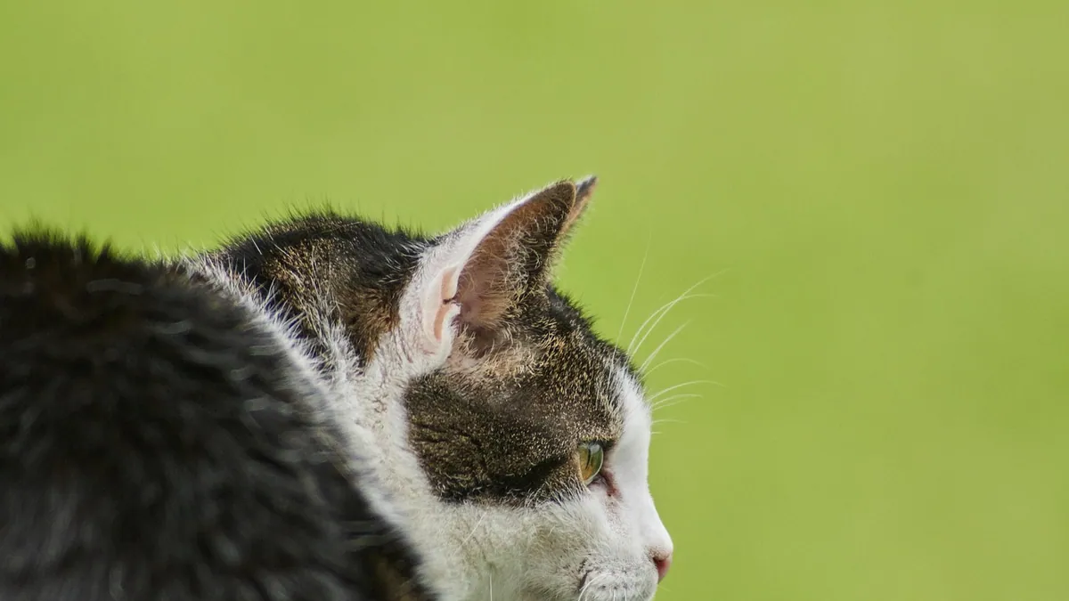 Cysts in Cats: Skin, Belly, Kidney, and Leg Lumps