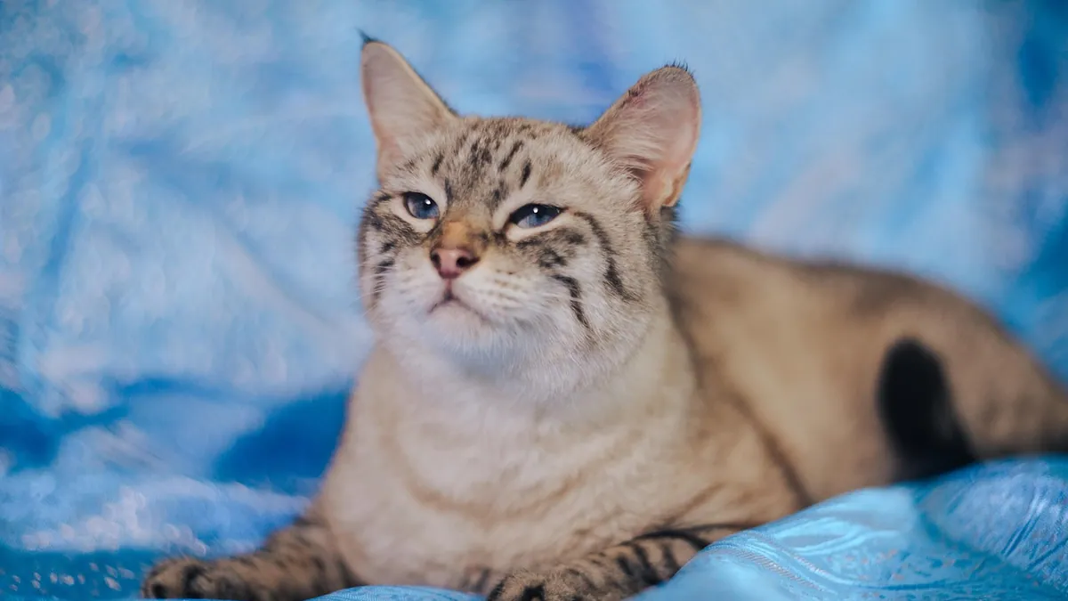 Cytopoint Injection for Cats: Safety and Side Effects