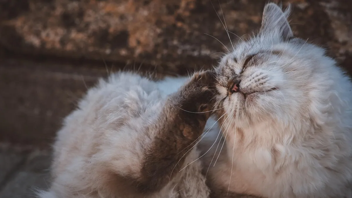 Is There a Cytopoint for Cats? What Owners Need to Know