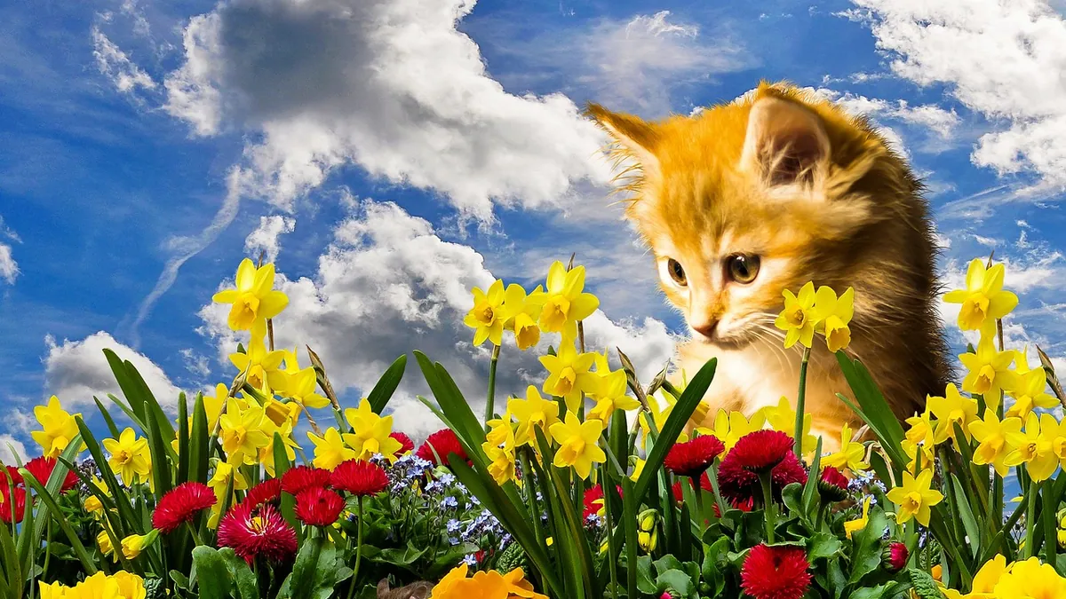 Are Daffodils Toxic to Cats? Bulbs, Leaves and Water