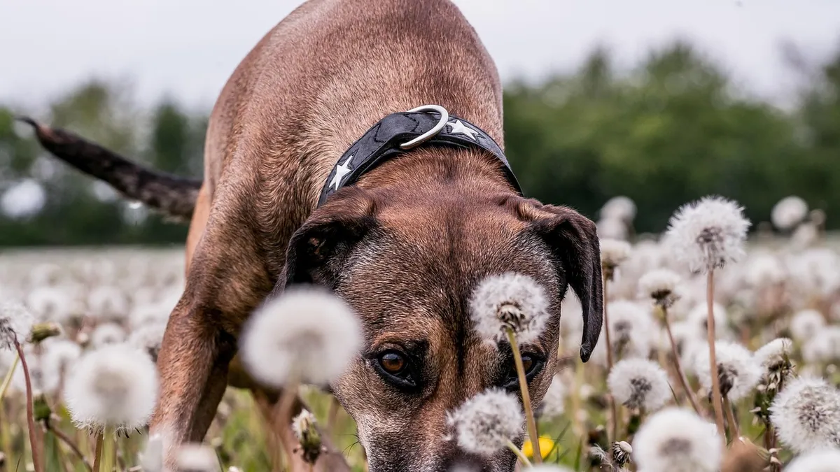 Are Dandelions Toxic to Dogs? Leaves, Root, and Tea