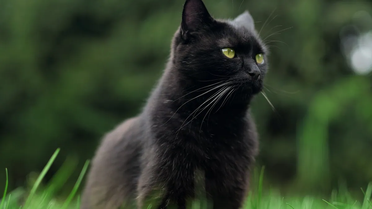 Dark or Black Stool in Cats: When to Worry