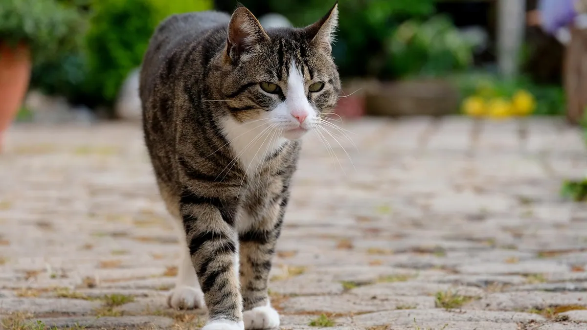Dasuquin for Cats: Dosage, Ingredients, and Side Effects