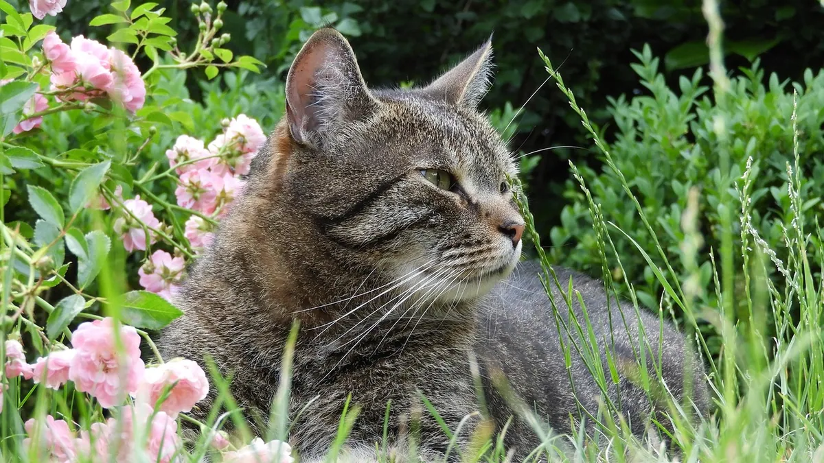 Are Daylilies Poisonous to Cats?