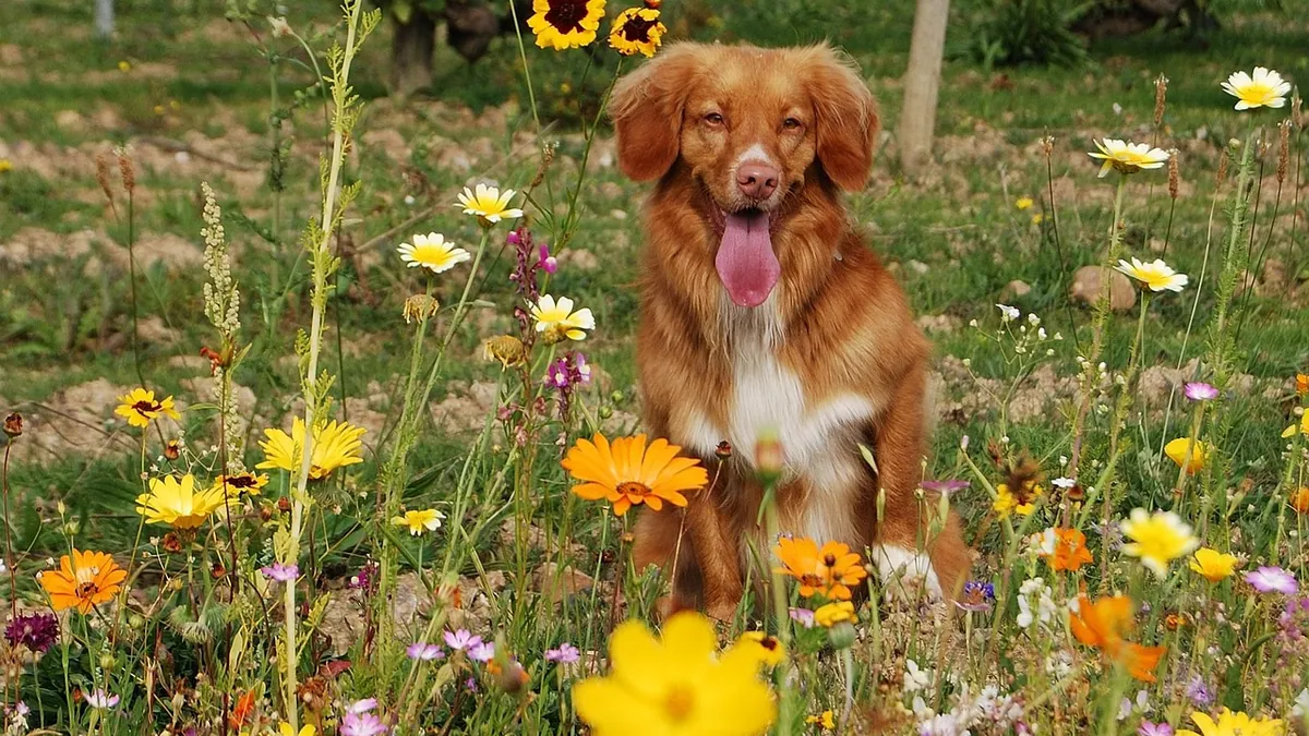 Are Daylilies Poisonous to Dogs?