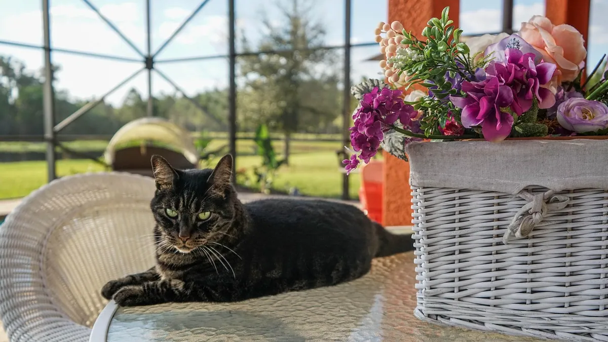 Is Daylily Pollen Toxic to Cats? Lily Danger Warning