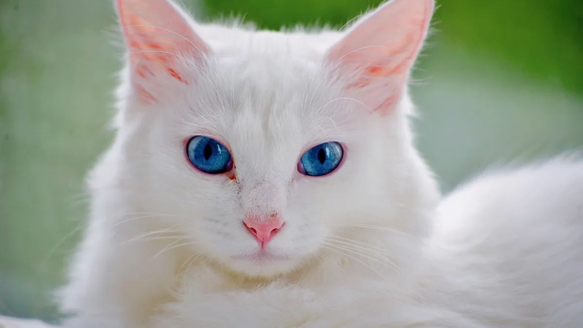 Can Deafness in Cats Be Cured? Treatment Options
