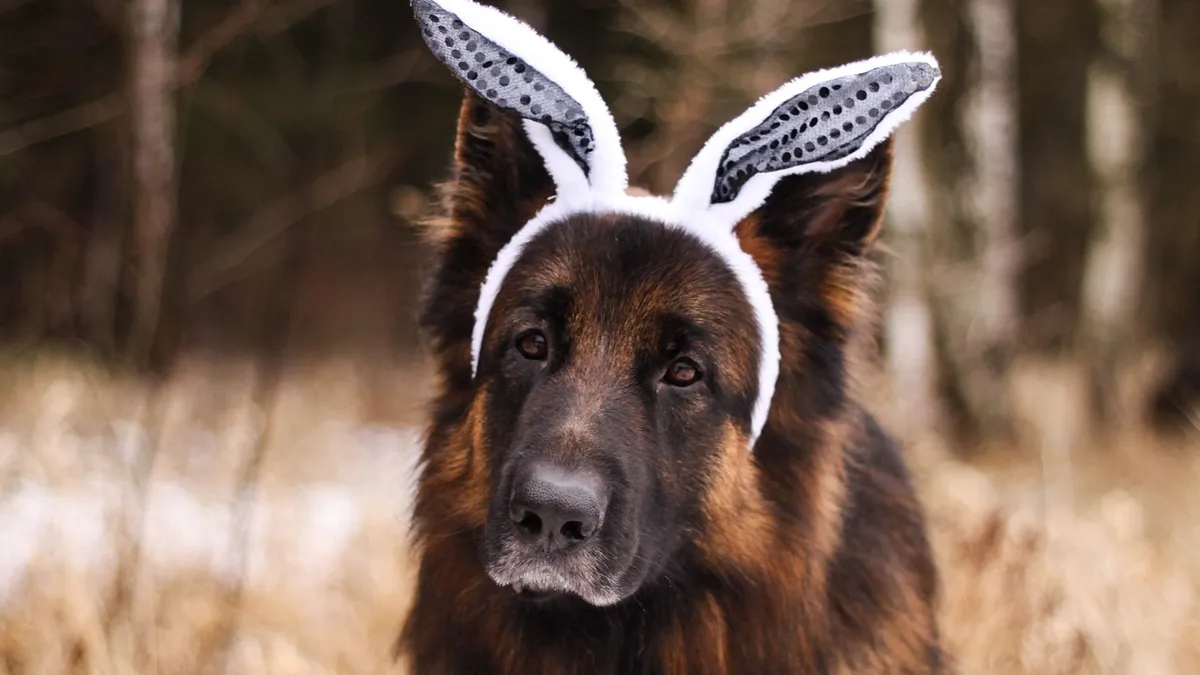 Can Deafness in Dogs Be Cured? Treatment Options Explained