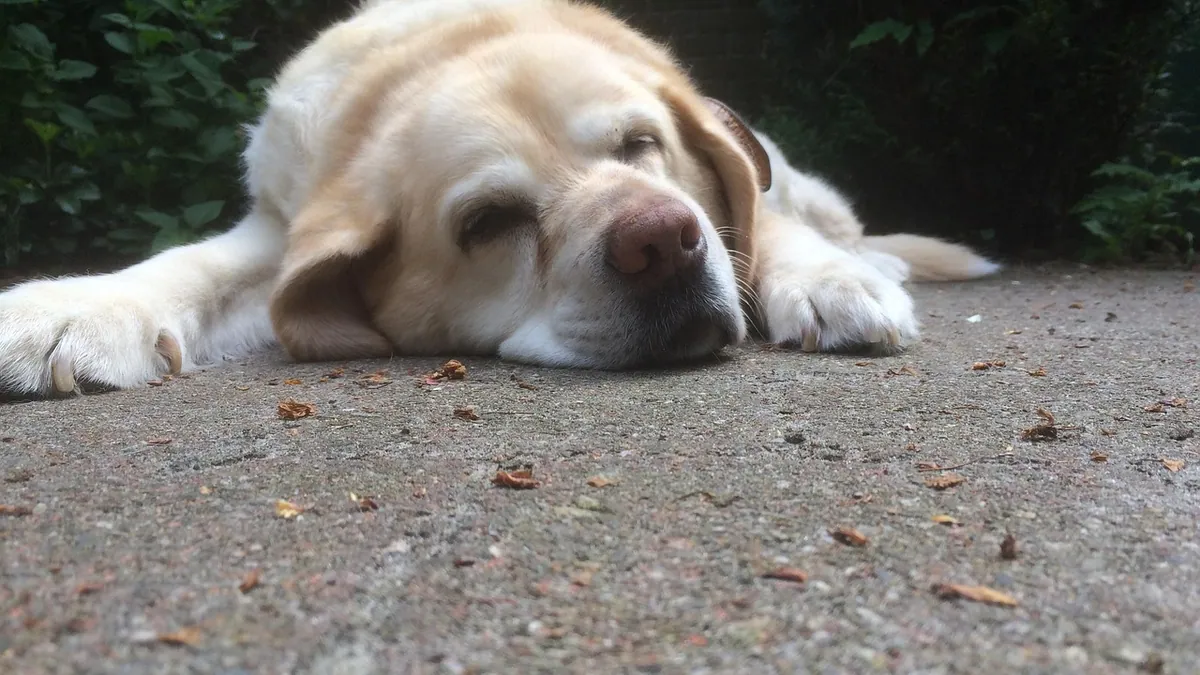 Deafness in Older Dogs: Causes, Signs, and What to Expect